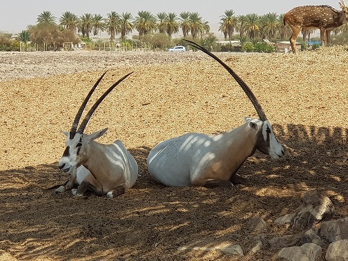 חוות האנטילופות