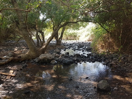 עין דיבשה