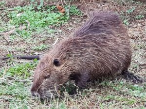 שמורת הטבע החולה