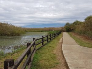 שמורת הטבע החולה