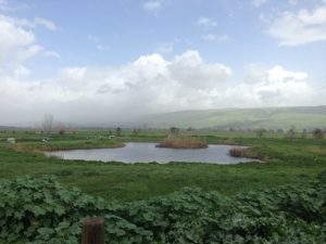 אגמון החולה