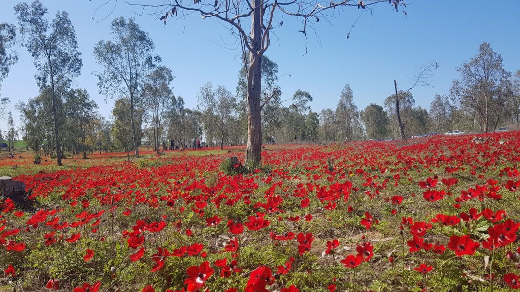 דרום אדום יער שוקדה