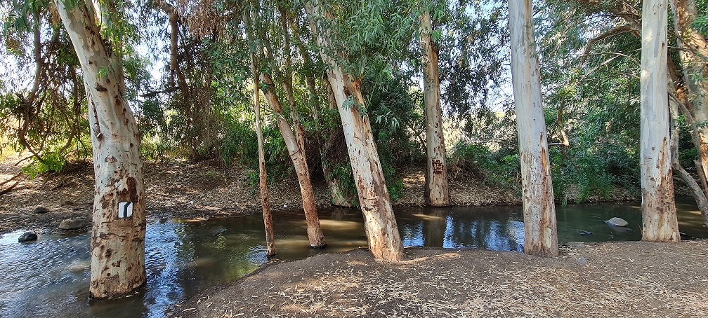 שמורת טבע נחל יבניאל - חורשת אקליפטוסים לצד נחל זורם