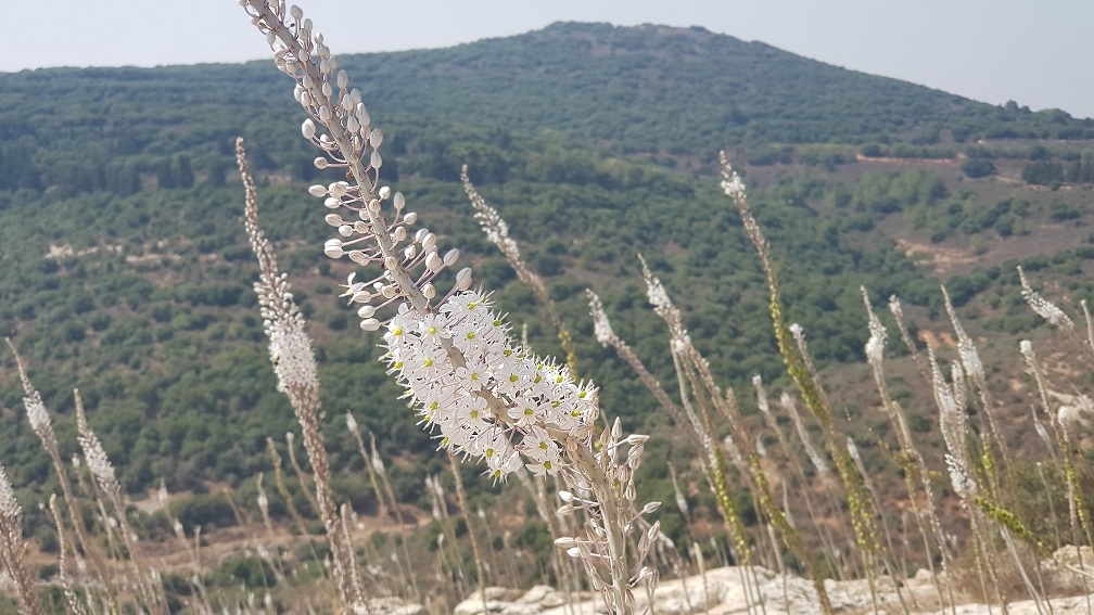 גן לאומי יודפת העתיקה - תל יודפת