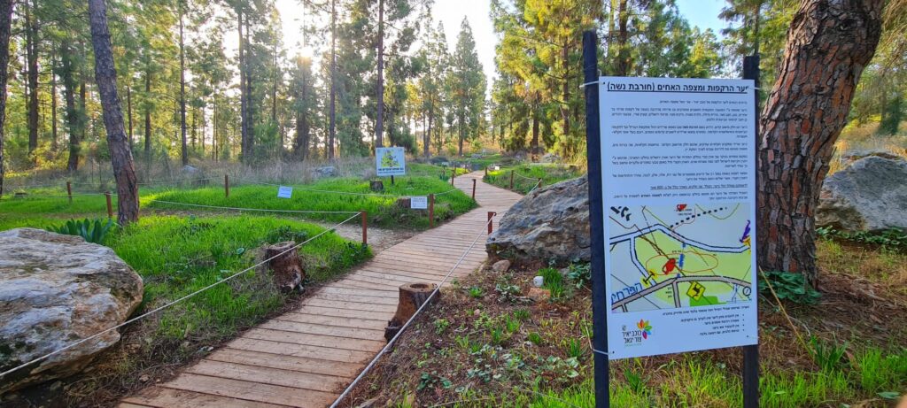 יער הרקפות ומצפה האחים – חורבת נשה בכוכב יאיר
