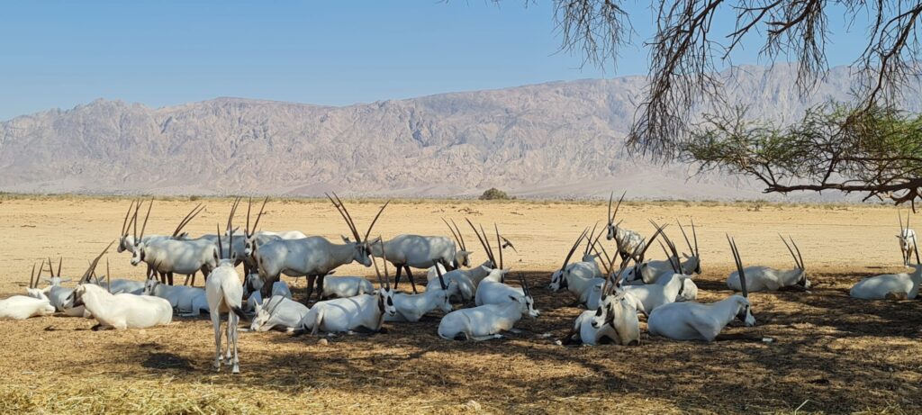 שמורת הטבע חי בר יטבתה