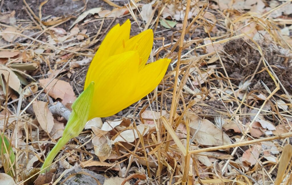 שביל החלמוניות - הר תבור