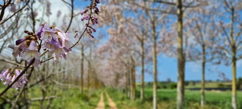 חורשת הפאולינות בנצר סירני