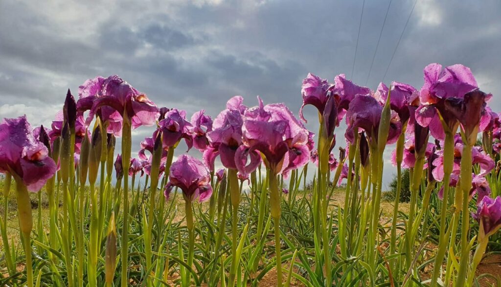 פריחת אירוס הנגב ליד קיבוץ רביבים