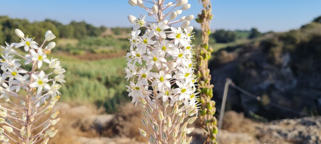 פריחת החצב בשמורת הטבע כרמיה
