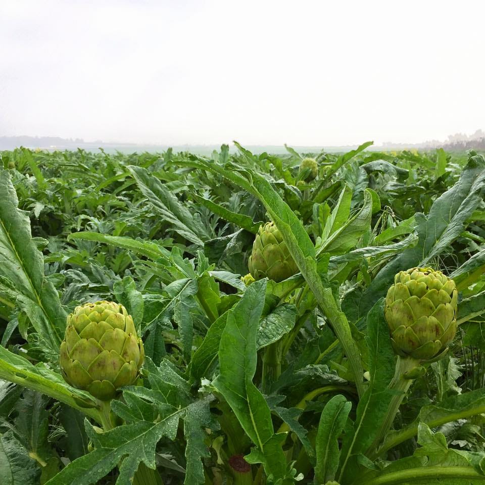 הארטישוק של נועם - סיור בשדות הארטישוק. צילום: נועם יעקובא