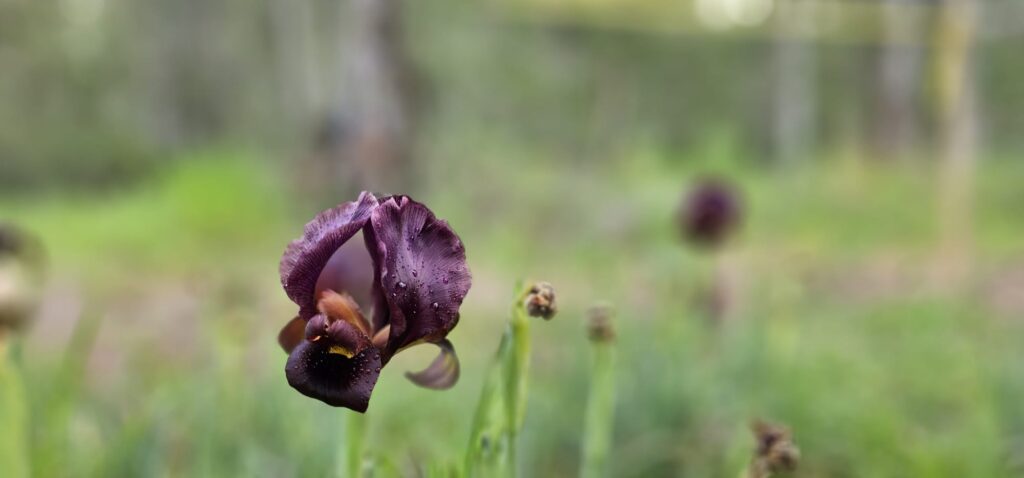 שביל האירוסים יער האילנות