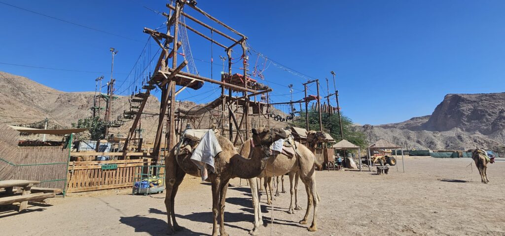 חוות הגמלים באילת