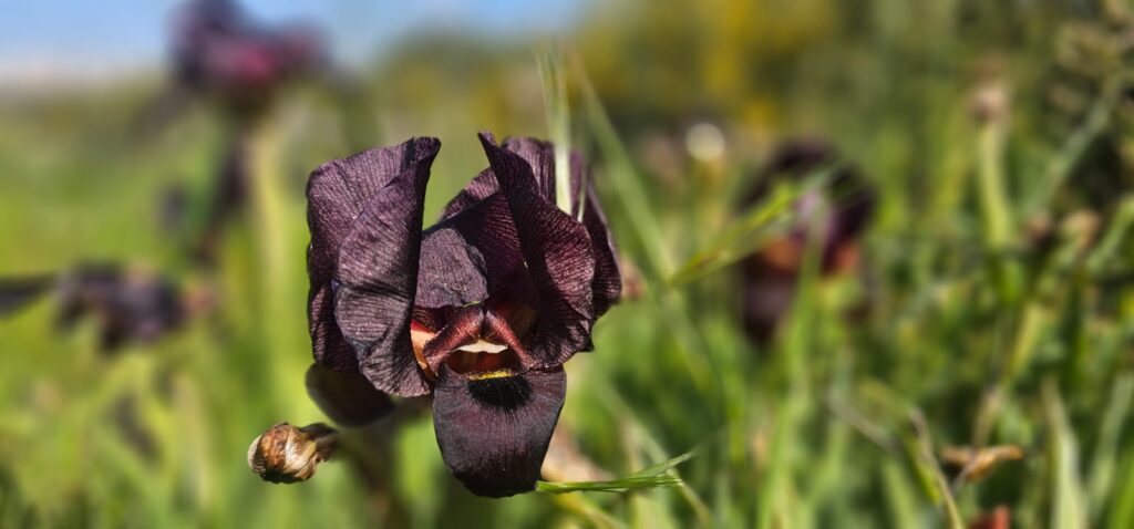 פריחת אירוס הארגמן: כפר הנוער הדסים באבן יהודה