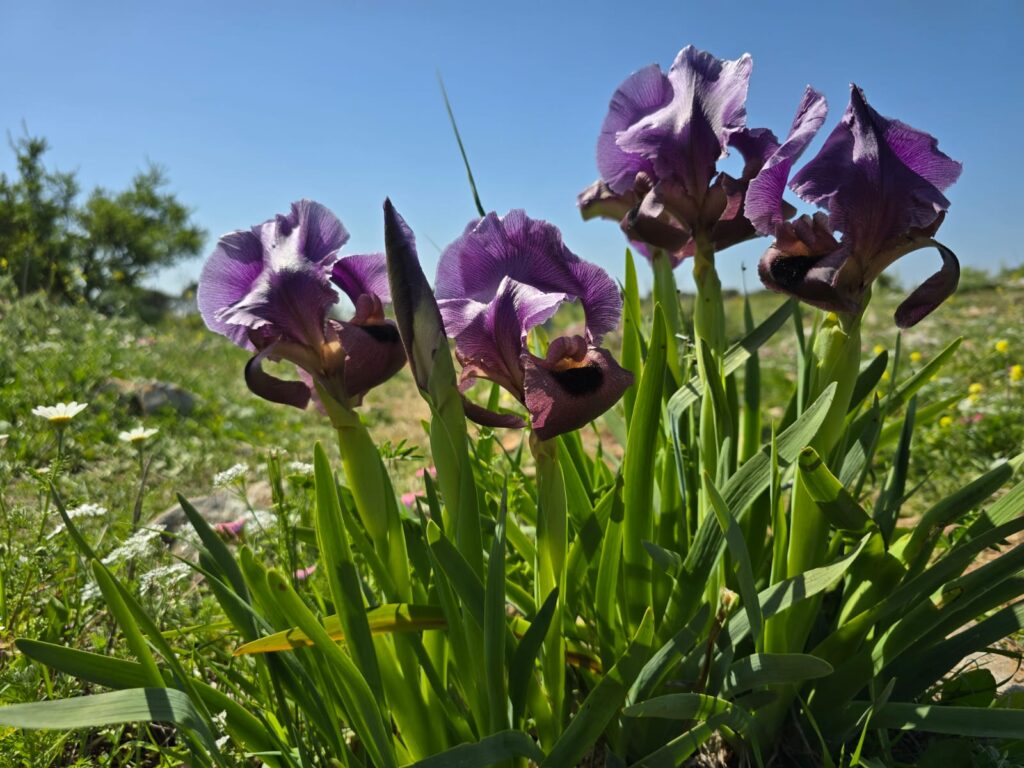 שביל האירוסים - פריחת אירוס הגלבוע הר ברקן