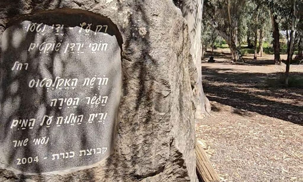 חורשת האקליפטוס: סיפור של שירה, זיכרון ונוף