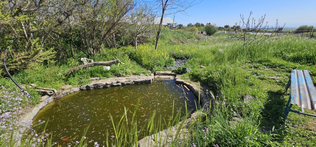מעיין חיים: מעיין אלוני הבשן