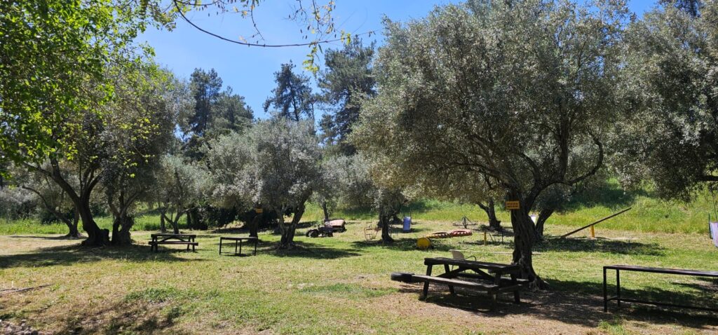 עמק הזיתים בדרך לעין אולמוסים