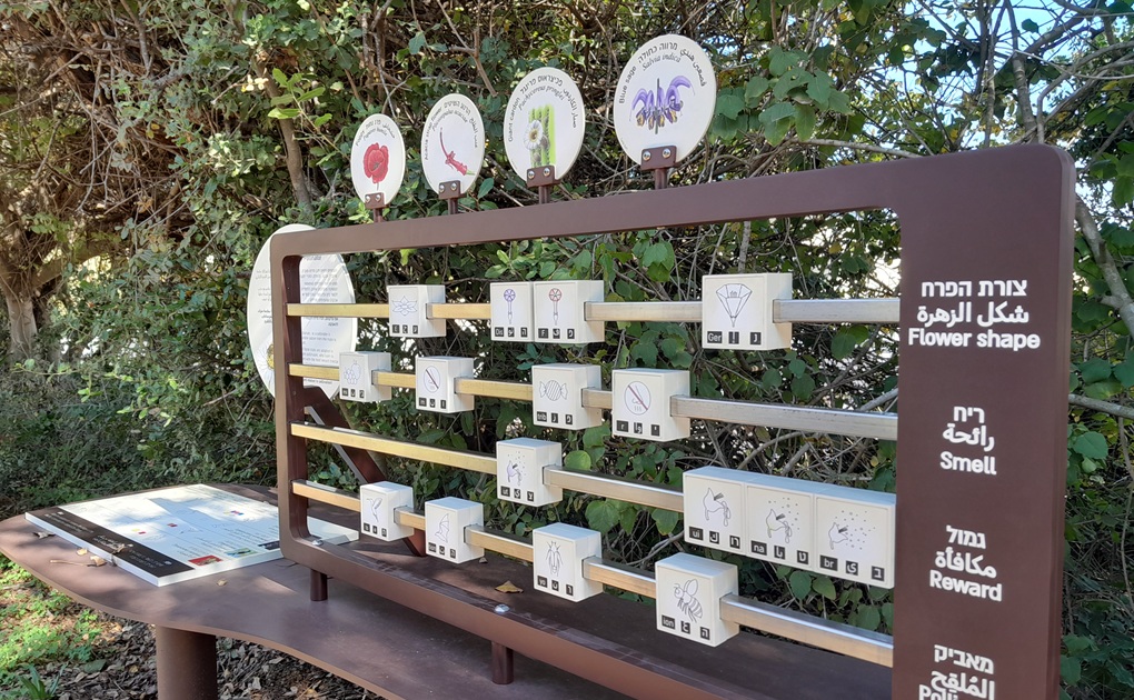 באדיבות הגן הבוטני של אוניברסיטת תל אביב: גן יהודה נפתלי