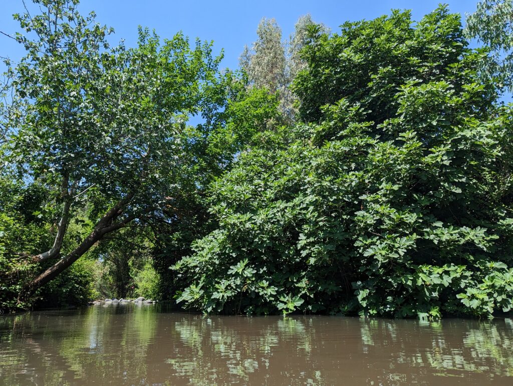 הזאכי: פנינת טבע קסומה במפגש הנחלים יהודיה ומשושים
