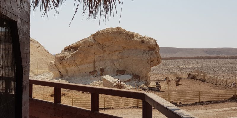 חוות האנטילופות