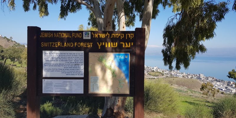 יער שוויץ – טיול בדרך נוף הכנרת