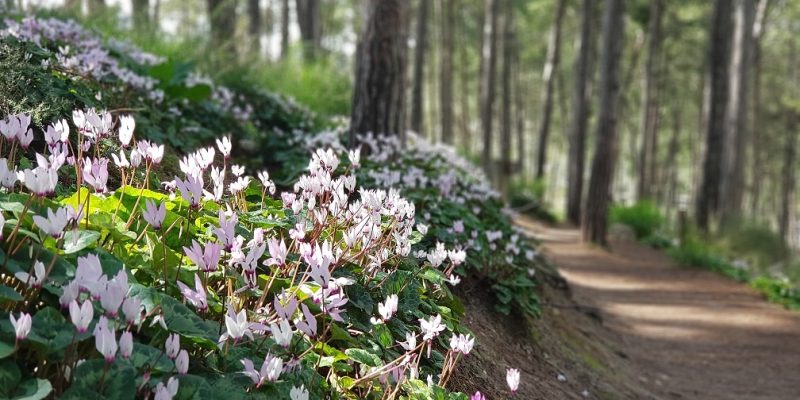 גבעת הרקפות רמות מנשה
