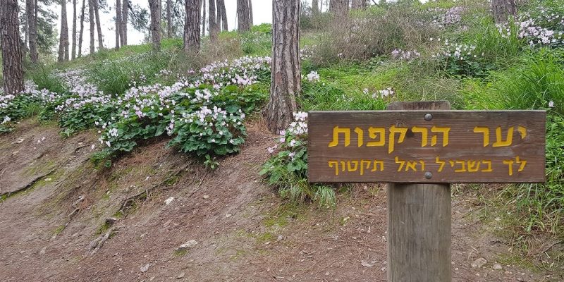 גבעת הרקפות רמות מנשה