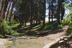 נחל קיני במורדות רמות מנשה - צומת מגידו