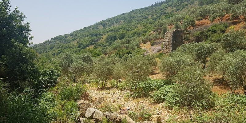 גן לאומי נחל צלמון