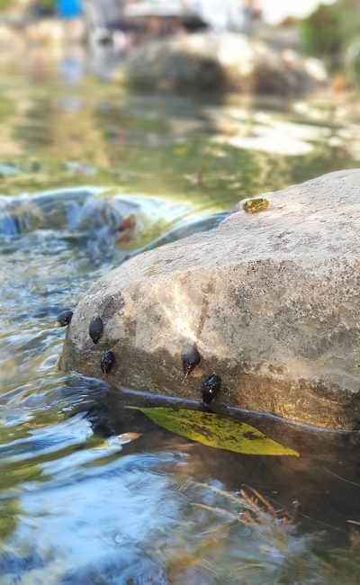 עין יבקע נחל ציפורי