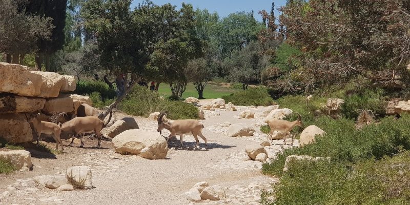 גן לאומי קבר בן גוריון