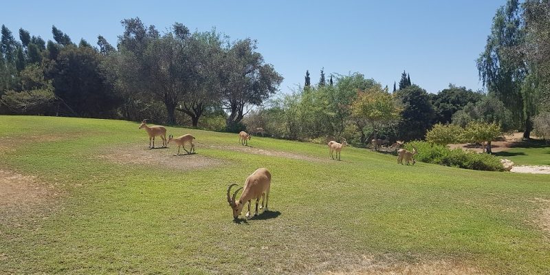 גן לאומי קבר בן גוריון