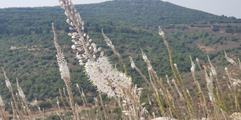 גן לאומי יודפת העתיקה - תל יודפת