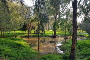 יער האילנות – גן בוטני יערני (ארבורטום) ומרכז מבקרים