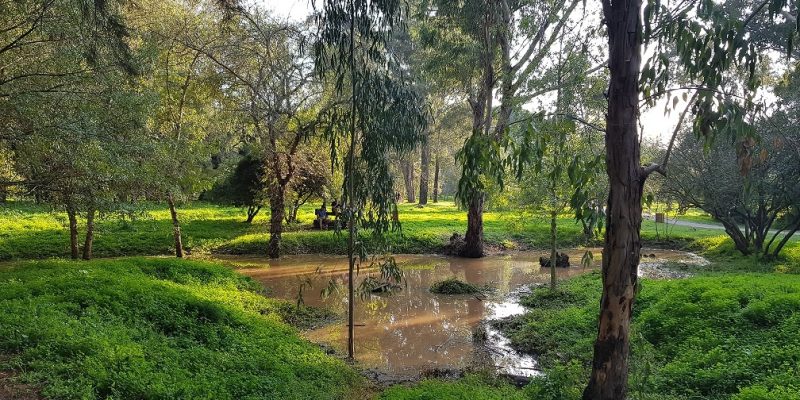 יער האילנות – גן בוטני יערני (ארבורטום) ומרכז מבקרים