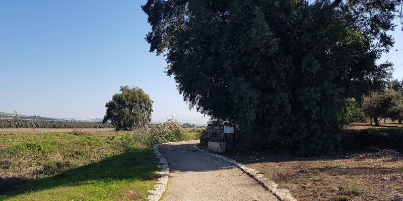 פארק החושים חורשת גדעונה נחל חרוד