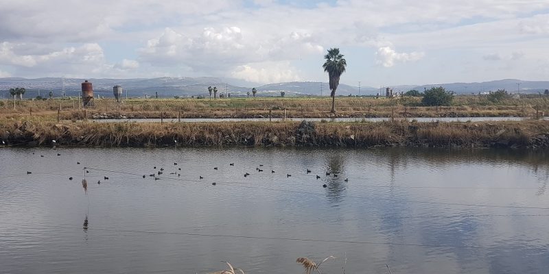 קיבוץ כפר מסריק – סוד הפלא הקיבוצי