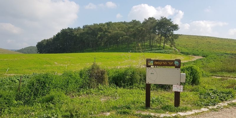 גבעת הרקפות רמות מנשה