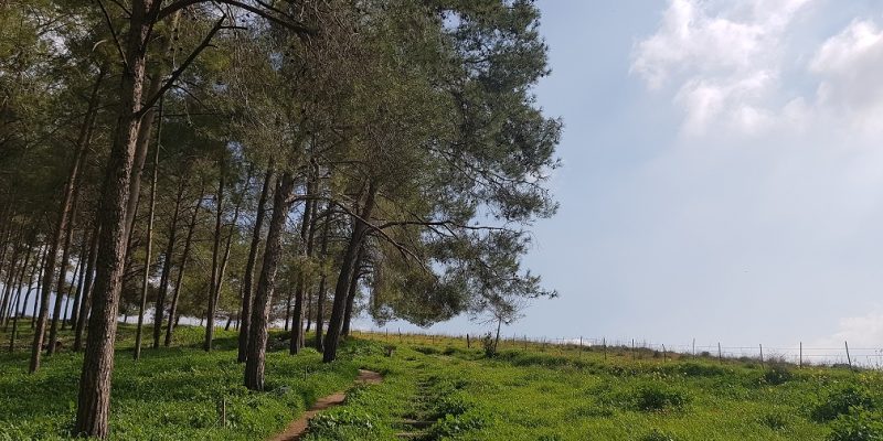 גבעת הרקפות רמות מנשה