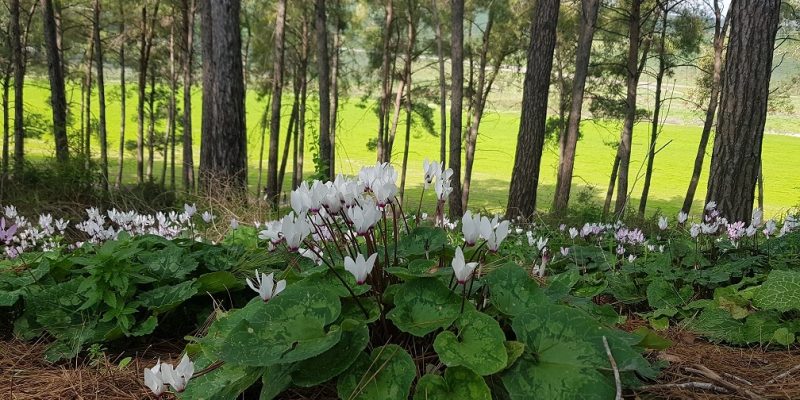 גבעת הרקפות רמות מנשה