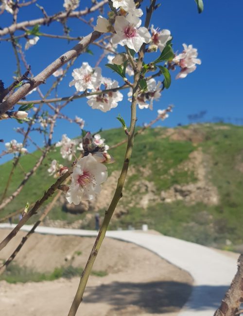 גן לאומי תל לכיש כסאות מלכי יהודה