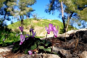 גן לאומי תל לכיש