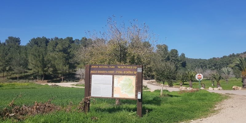 יער המלאכים – שחריה