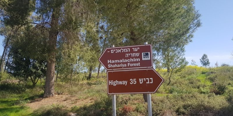 יער המלאכים – שחריה