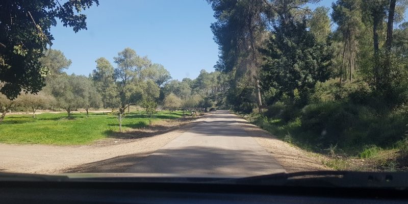 יער המלאכים – שחריה