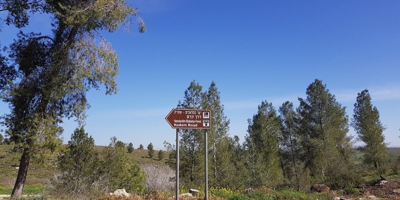יער המלאכים – שחריה