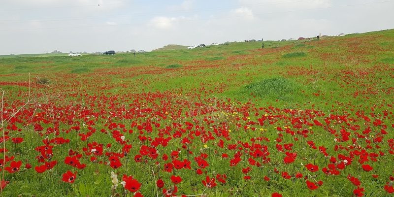 שמורת הטבע בתרונות רוחמה – העץ הבודד, הכלניות ומגדל התצפית
