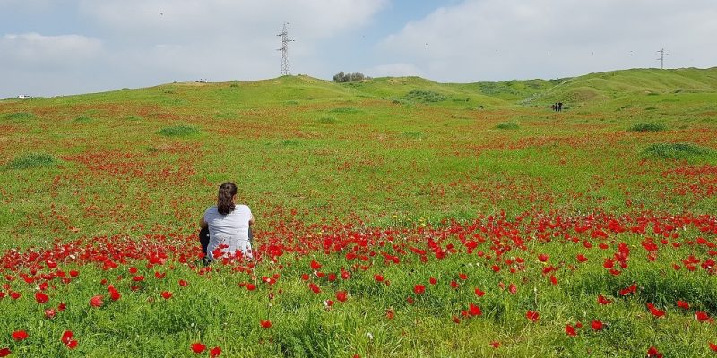 שמורת הטבע בתרונות רוחמה – העץ הבודד, הכלניות ומגדל התצפית