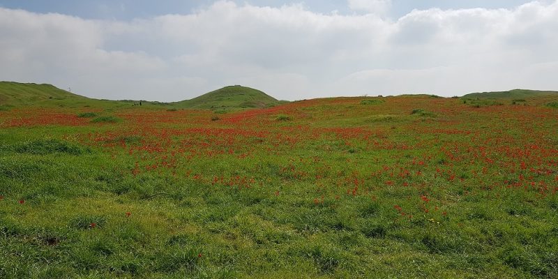 שמורת הטבע בתרונות רוחמה – העץ הבודד, הכלניות ומגדל התצפית
